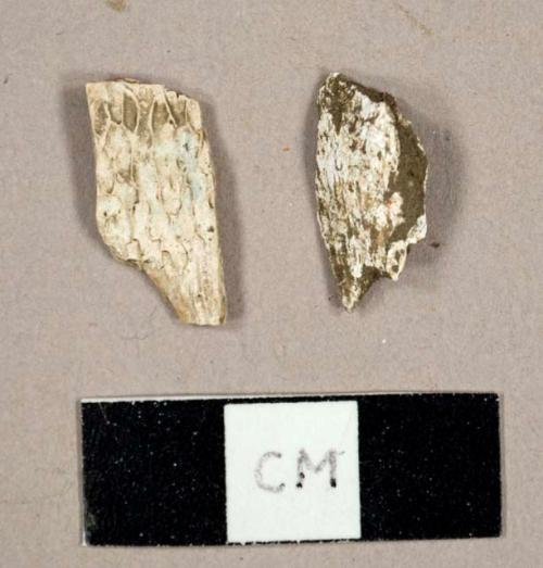 Faunal bone fragments