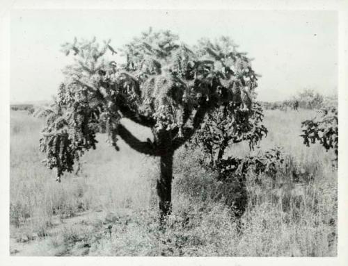 Scan of photograph from Judge Burt Cosgrove photo album.Cholla cactus near Tucson Ariz.