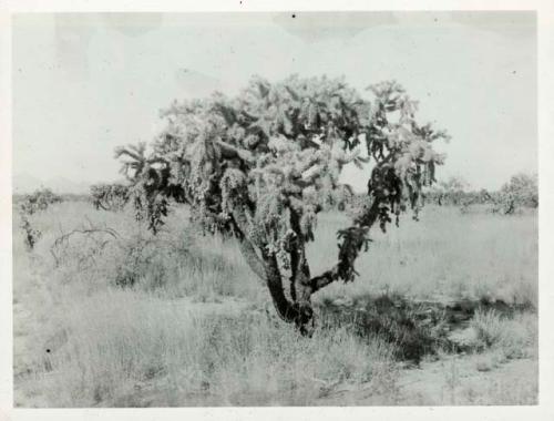 Scan of photograph from Judge Burt Cosgrove photo album.Cholla Cactus near Tucson Ariz.