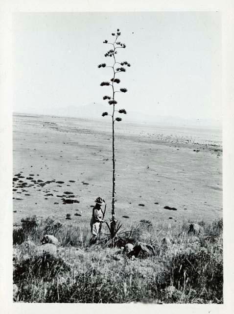 Scan of photograph from Judge Burt Cosgrove photo album.Spanish Boyonet plant and bloom stalk. H.S.C. Animas Valley N.Mex. 9-29-30