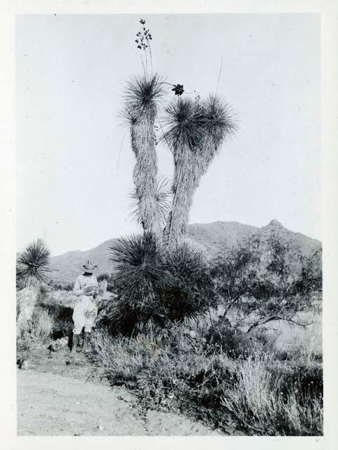 Scan of photograph from Judge Burt Cosgrove photo album.Yucca Plant-Playas Valley N.Mex H.S.C. 10-7-30