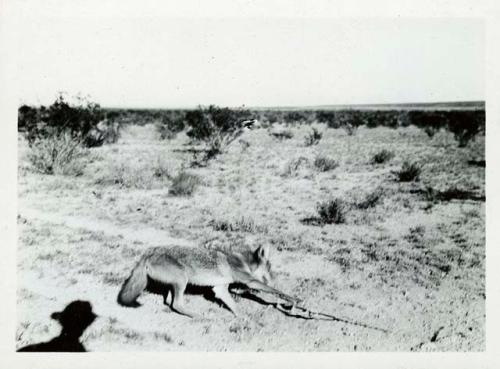 Scan of photograph from Judge Burt Cosgrove photo album.Near Frank S.Porcher Ranch Cedar Mts. Grant Co.New Mex. 10-16-30