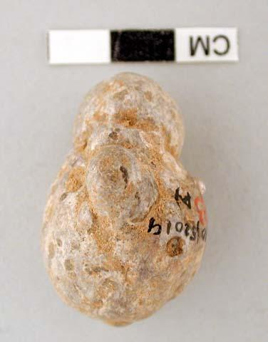 Small, double-lobed, clay-stone concretion.