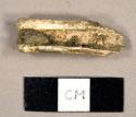 Faunal bone fragment