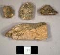 Faunal bone fragments