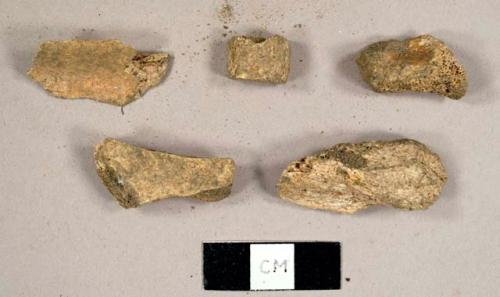 Faunal bone fragments