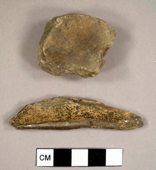 Faunal bone fragments