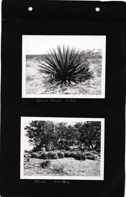 Scan of page from Judge Burt Cosgrove photo album.  Plants in New Mexico.