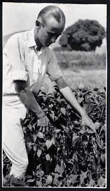 Scan of page from Judge Burt Cosgrove photo album.  Pepper plants.