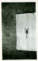 Scan of photograph from Judge Burt Cosgrove photo album.Arizona Scorpion 5 3/4" long.