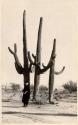 Scan of page from Judge Burt Cosgrove photo album.Mrs.J.B.Silliman+Suhuaro Cactus grove-Sabino Canyon near Tucson Ariz. Nov.1924
