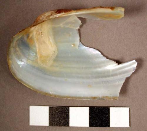 Shell fragment