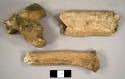 Faunal bone fragments