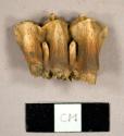 Faunal tooth