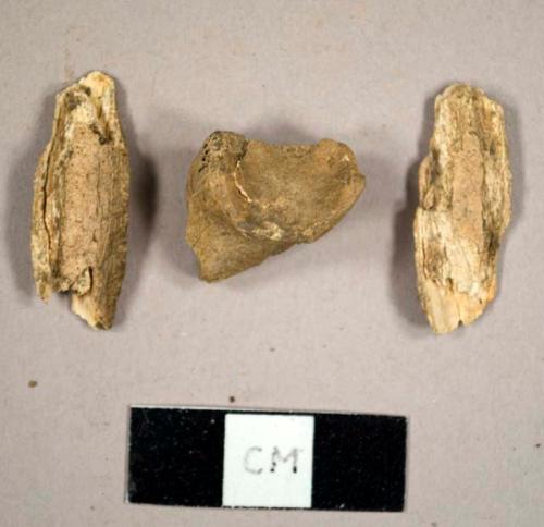 Faunal bone fragments