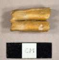 Faunal tooth fragment