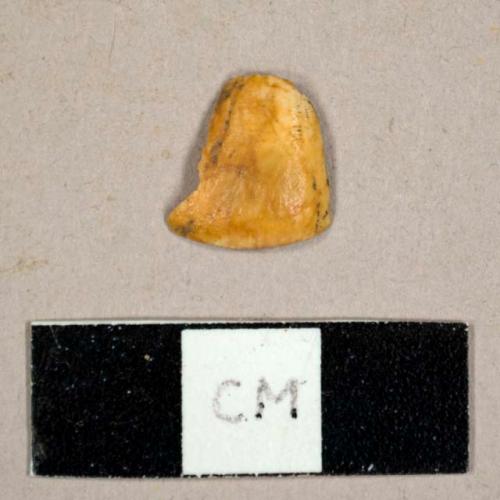 Faunal tooth fragment