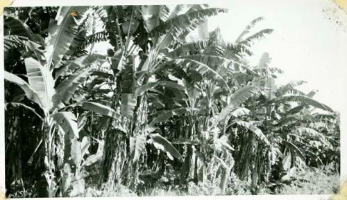 Scan of photograph from Judge Burt Cosgrove photo album.On the way to Guatemala City. Bananas growing