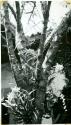 Scan of photograph from Judge Burt Cosgrove photo album.Growing orchids-Popenoe house