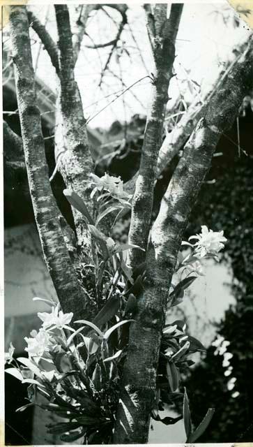 Scan of photograph from Judge Burt Cosgrove photo album.Growing orchids-Popenoe house