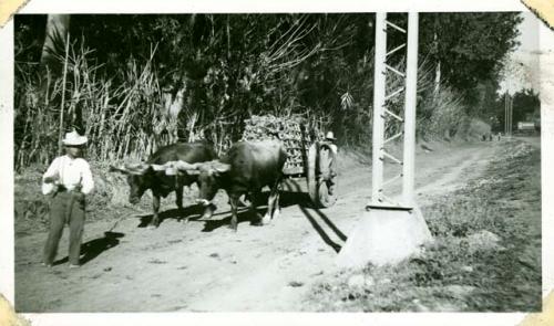 Scan of photograph from Judge Burt Cosgrove photo album.On the road to Antigua