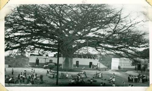 Scan of photograph from Judge Burt Cosgrove photo album.Cieba tree in the Palin plaza 2/20/38