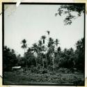 Scan of photograph from Judge Burt Cosgrove photo album.Cocoanut palms south of Miztan
