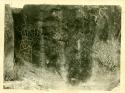 Scan of photograph from Judge Burt Cosgrove photo album.  Petroglyphs near Rock House Rain on west side of Mimbres river 3 miles below Dwyer New Mex.