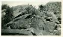 Scan of photograph from Judge Burt Cosgrove photo album. Petroglyphs Ojo del Alamo (cotton wood spring) N.E. of El Paso Tex. in New Mex.