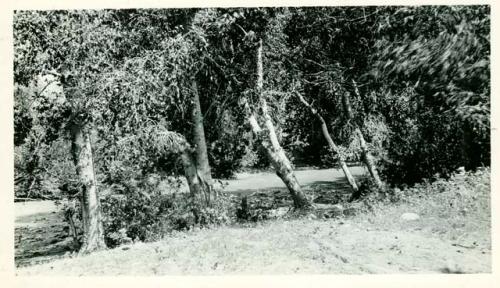 Scan of photograph from Judge Burt Cosgrove photo album. Below camp at Swarts