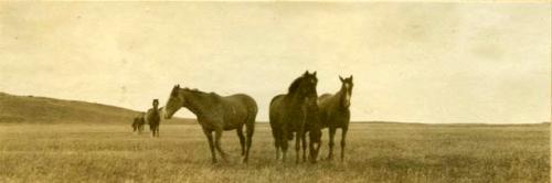 Horses in field