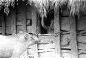 Samuel Putnam negatives, New Guinea. Tukom in a hunu; pig outside of it; pig approaches door in hunu