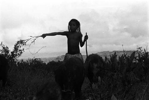 Samuel Putnam negatives, New Guinea. Little girl drives some pigs