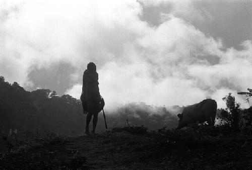 Samuel Putnam negatives, New Guinea. Woman stands with pigs