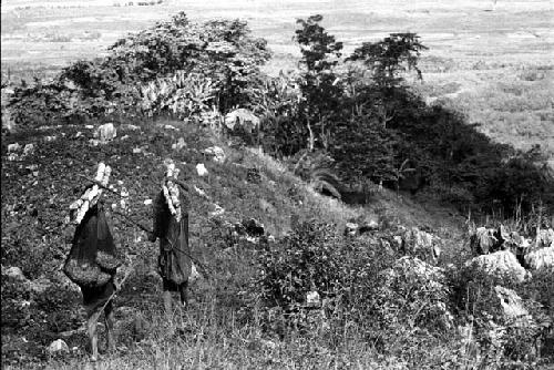 Samuel Putnam negatives, New Guinea. 2 women carrying wood down from the Rikumba past Abukulmo