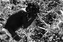 Samuel Putnam negatives, New Guinea.Tukom washing in the little creek