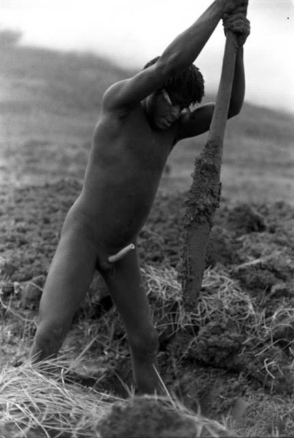 New Guinea man works in the field with a digging stick