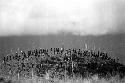 Samuel Putnam negatives, New Guinea; huge group of warriors standing on the northern most knoll of the north south ridge of the Warabara