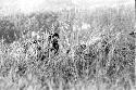 Samuel Putnam negatives, New Guinea; Asikanilep hidden by the grass making his way thru