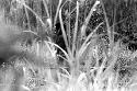 Samuel Putnam negatives, New Guinea; man deep in the Lokop marsh