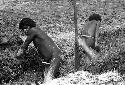 Samuel Putnam negatives, New Guinea; Aikpon and another man working in a garden ditch