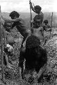 Samuel Putnam negatives, New Guinea; men working in a garden ditch