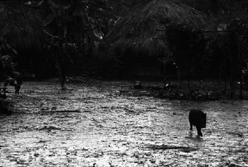 Samuel Putnam negatives, New Guinea; a wet sili; Wuperainma; pig running in it