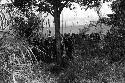 Samuel Putnam negatives, New Guinea; a group of warriors gathered under a tree