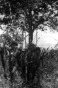 Samuel Putnam negatives, New Guinea; a group of warriors gathered under a tree