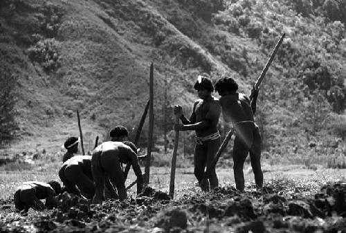 Samuel Putnam negatives, New Guinea; men working in a field