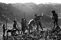 Samuel Putnam negatives, New Guinea; large group of men working in a new field; breaking the earth