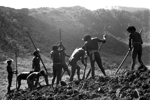 Samuel Putnam negatives, New Guinea; large group of men working in a new field; breaking the earth