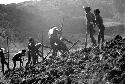 Samuel Putnam negatives, New Guinea; large group of men working in a new field; breaking the earth