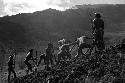 Samuel Putnam negatives, New Guinea; large group of men working in a new field; breaking the earth